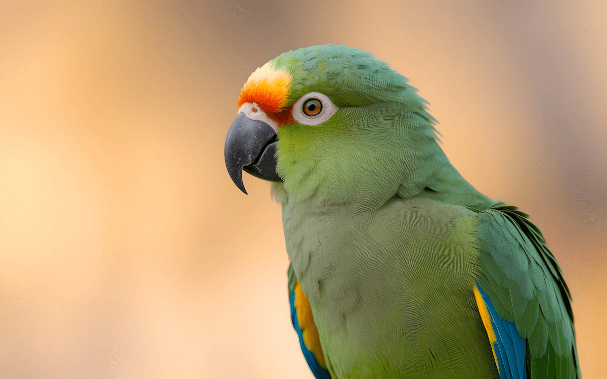 Pet shop at Woof'n'Whiskers Mahebourg — birds, dogs, cats and exotic pets